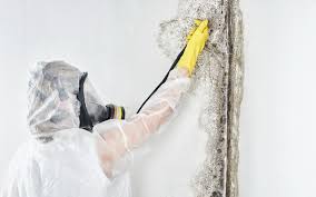 Best Emergency Mold Remediation  in Johnson City, TX